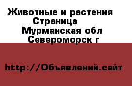  Животные и растения - Страница 15 . Мурманская обл.,Североморск г.